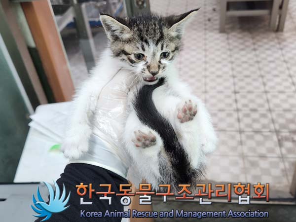 한국동물구조관리협회_411322202300331